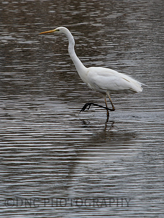 Great Egret