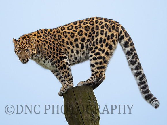 Amur Leopard Auckley