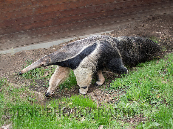 Giant Anteater .1