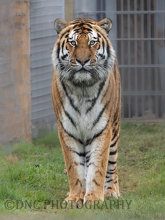 Amur Tiger "Altai"