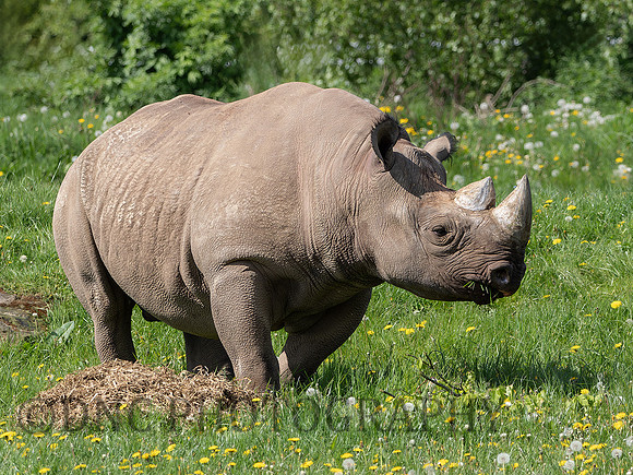 Eastern Black Rhino 'Makibo'