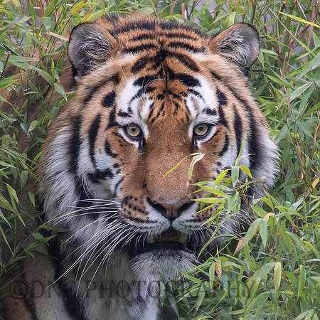 Amur Tiger "Altai"