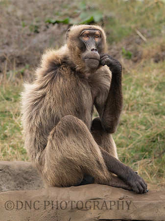 Gelada Monkey