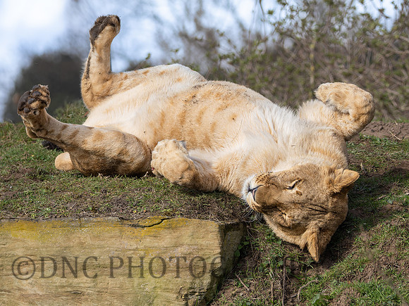 Lioness