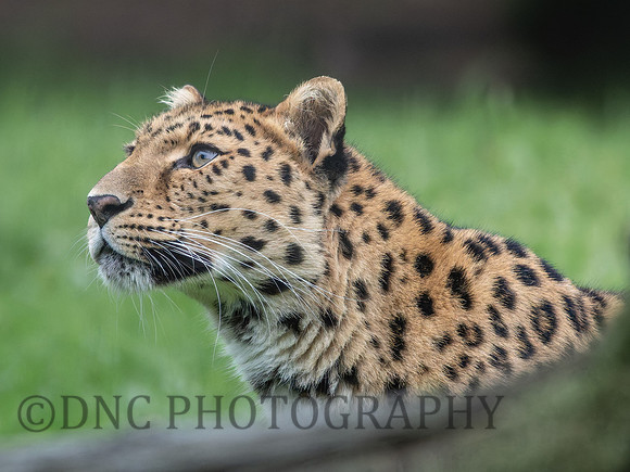 Amur Leopard Auckley