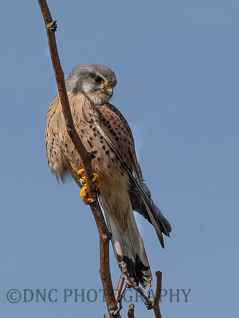 Kestrel .1