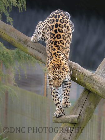 Amur Leopard "Auckley"