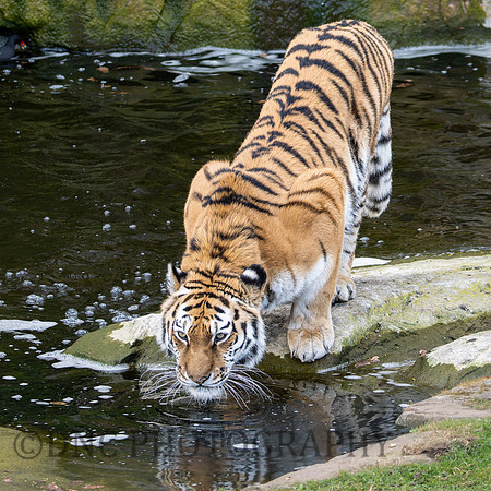 Amur Tiger Tschuna