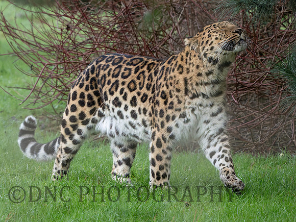 Amur Leopard Drake
