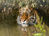 Amur Tiger Altai