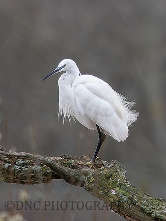 Little Egret