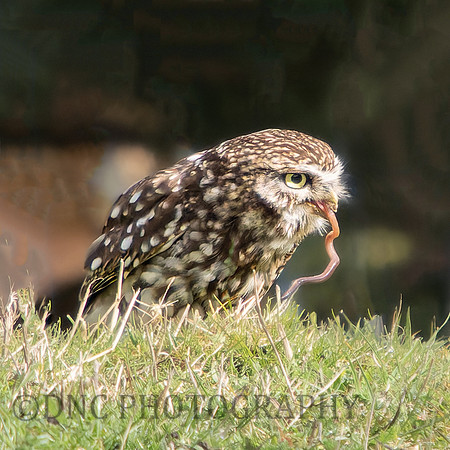 Little Owl