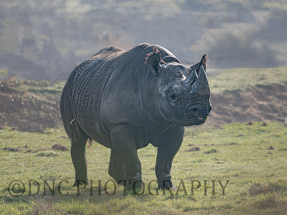 Eastern Black Rhino Makibo