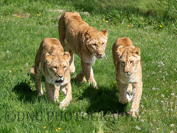 Lionesses