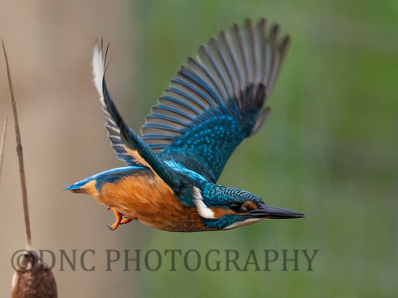 Kingfisher