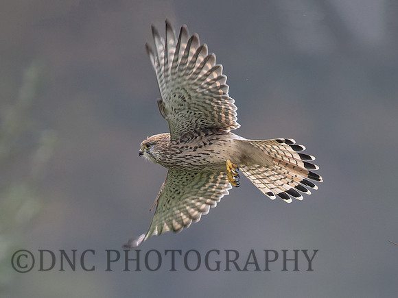 Kestrel .3