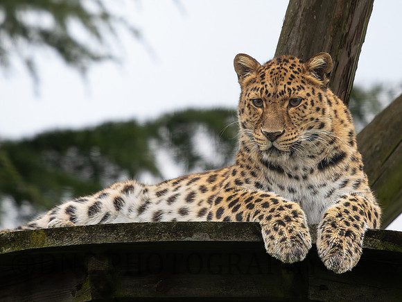 Amur Leopard Auckley
