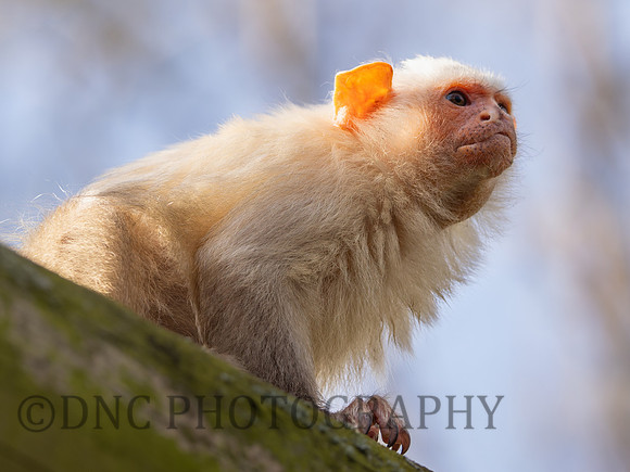 Silvery Marmoset
