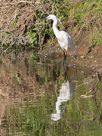 Little Egret .1