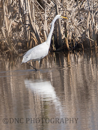 Great Egret