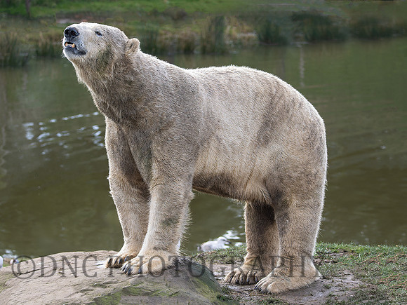 Polar Bear