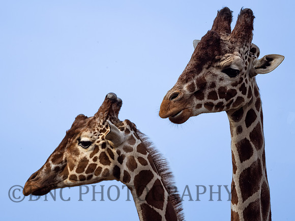 Giraffes