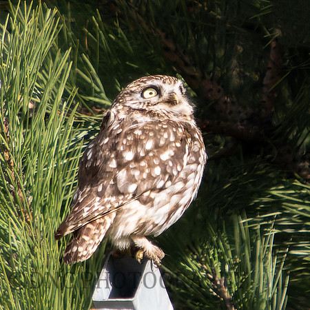 Little Owl