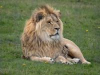 Yorkshire Wildlife Park June 2025