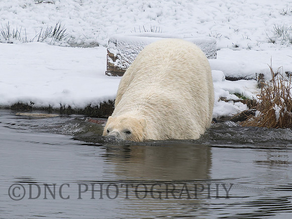 Polar Bear .3