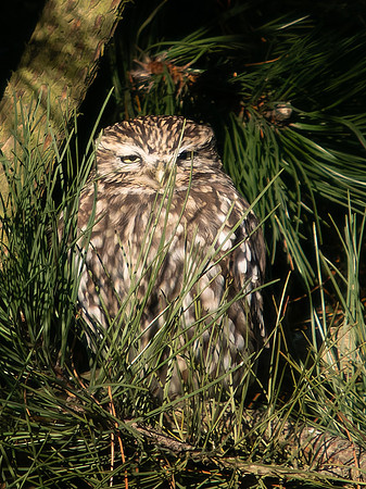 Little Owl