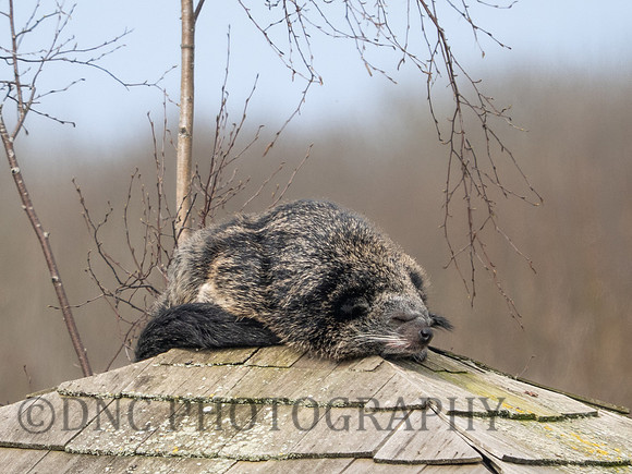 Binturong