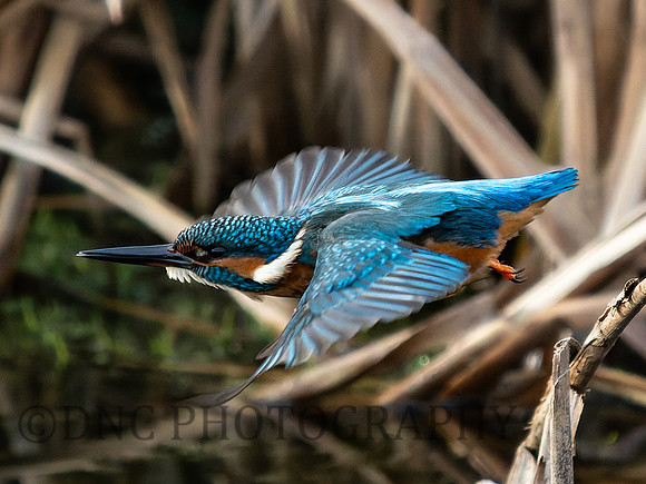 Kingfisher