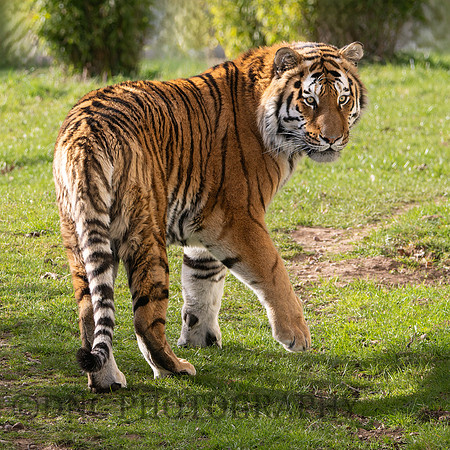 Amur Tiger "Altai"