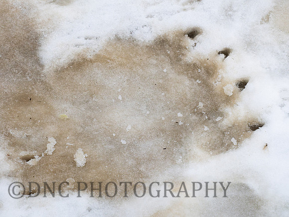 Polar paw .1