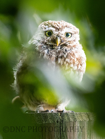 Little Owl .2