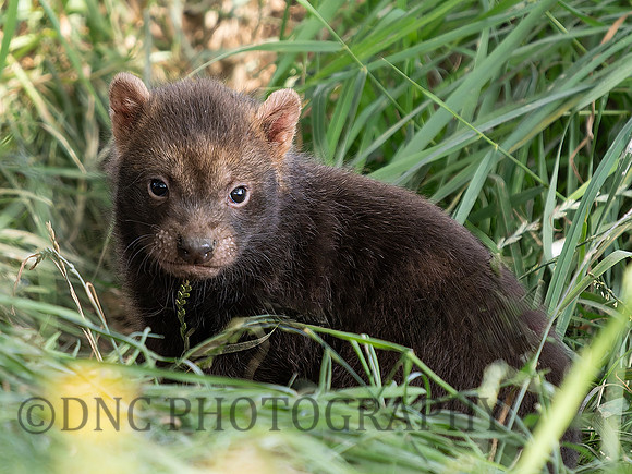 Bush dog pup .1