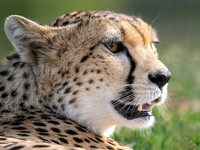 Cheetah Darcy