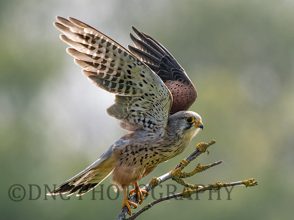 Kestrel .3