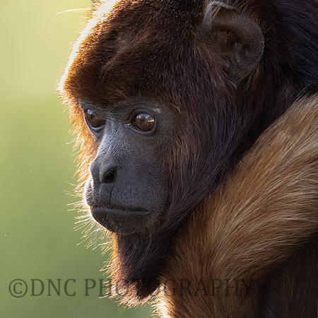 Red Howler Monkey