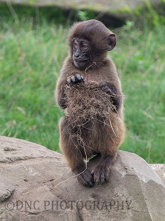Gelada Monkey Kobo .1