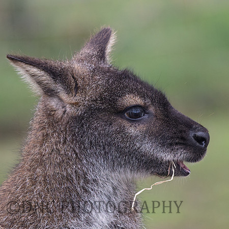 Wallaby .2