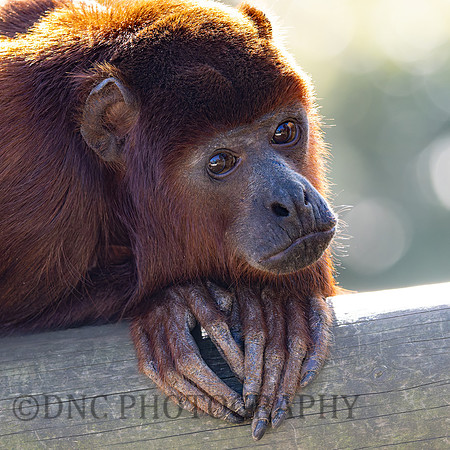 Red Howler Monkey
