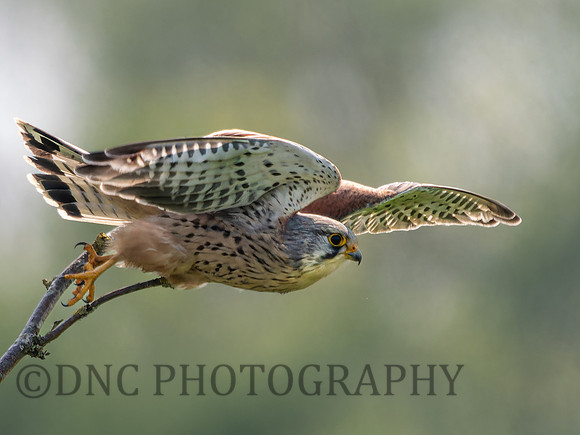 Kestrel .6