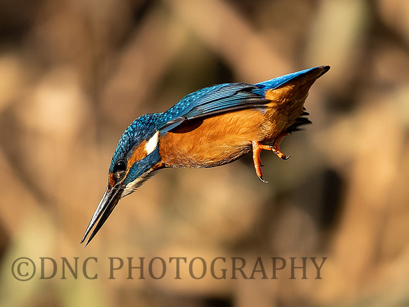 Kingfisher