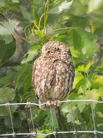 Little Owl