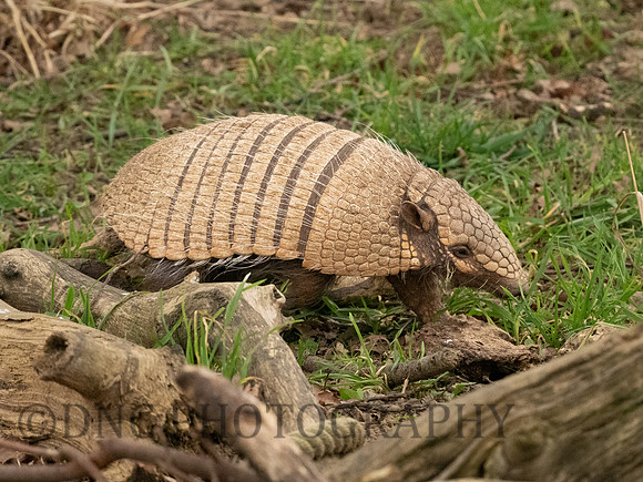 Armadillo