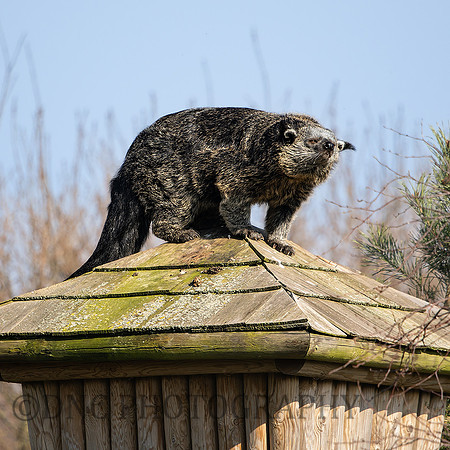 Binturong