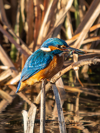 Kingfisher