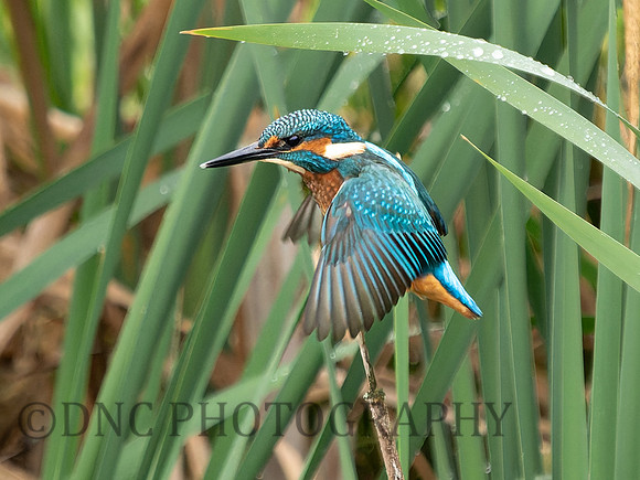 Kingfisher .3